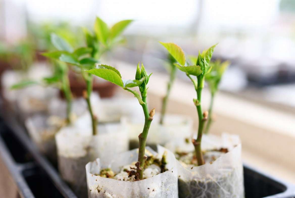 Propagating Mother of Pearl rose plant from cuttings