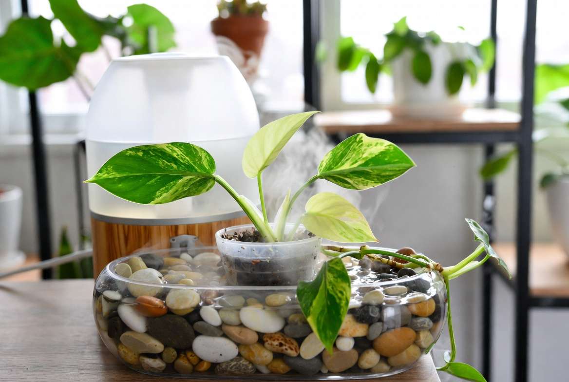 Philodendron Jose Bueno plant with humidity tray for tropical care