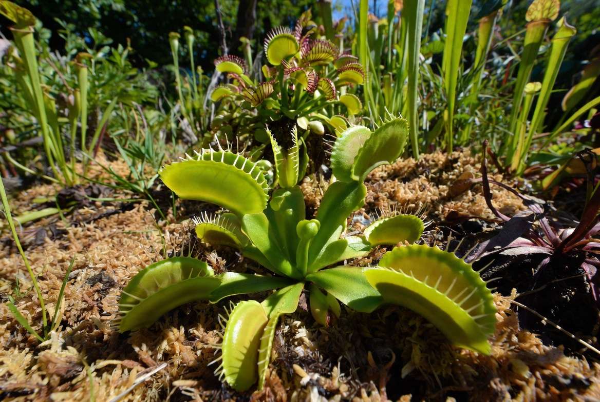 Large Venus fly trap plant growing in ideal outdoor bog garden conditions with proper light and soil