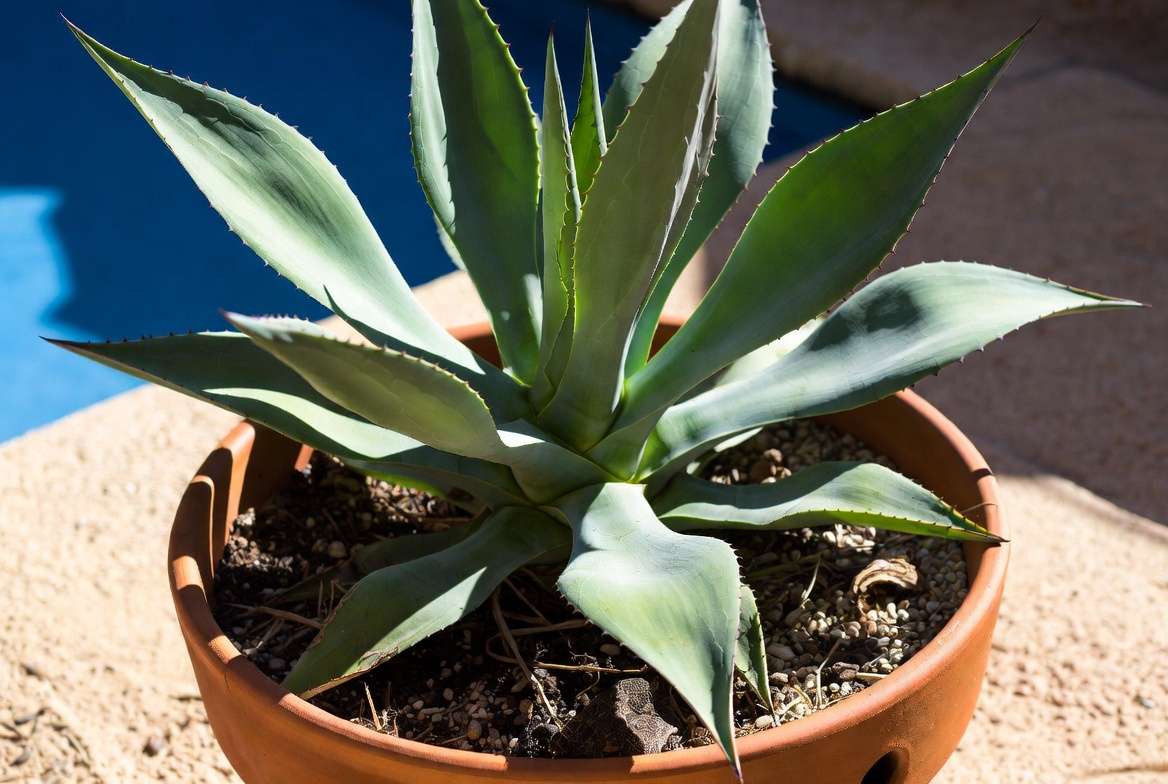 Agave plant in ideal full sun growing conditions with proper drainage