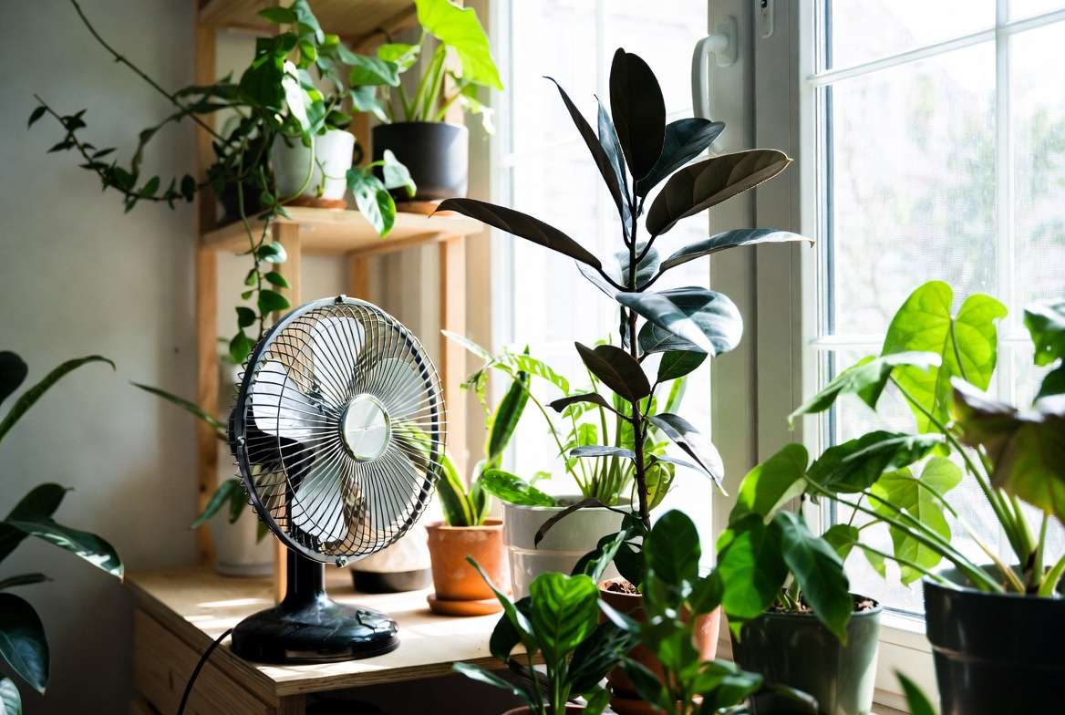 Indoor plants with oscillating fan improving air circulation and plant health