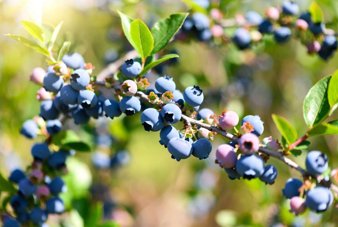 Powder Blue blueberry plant ripe berries on bush close-up