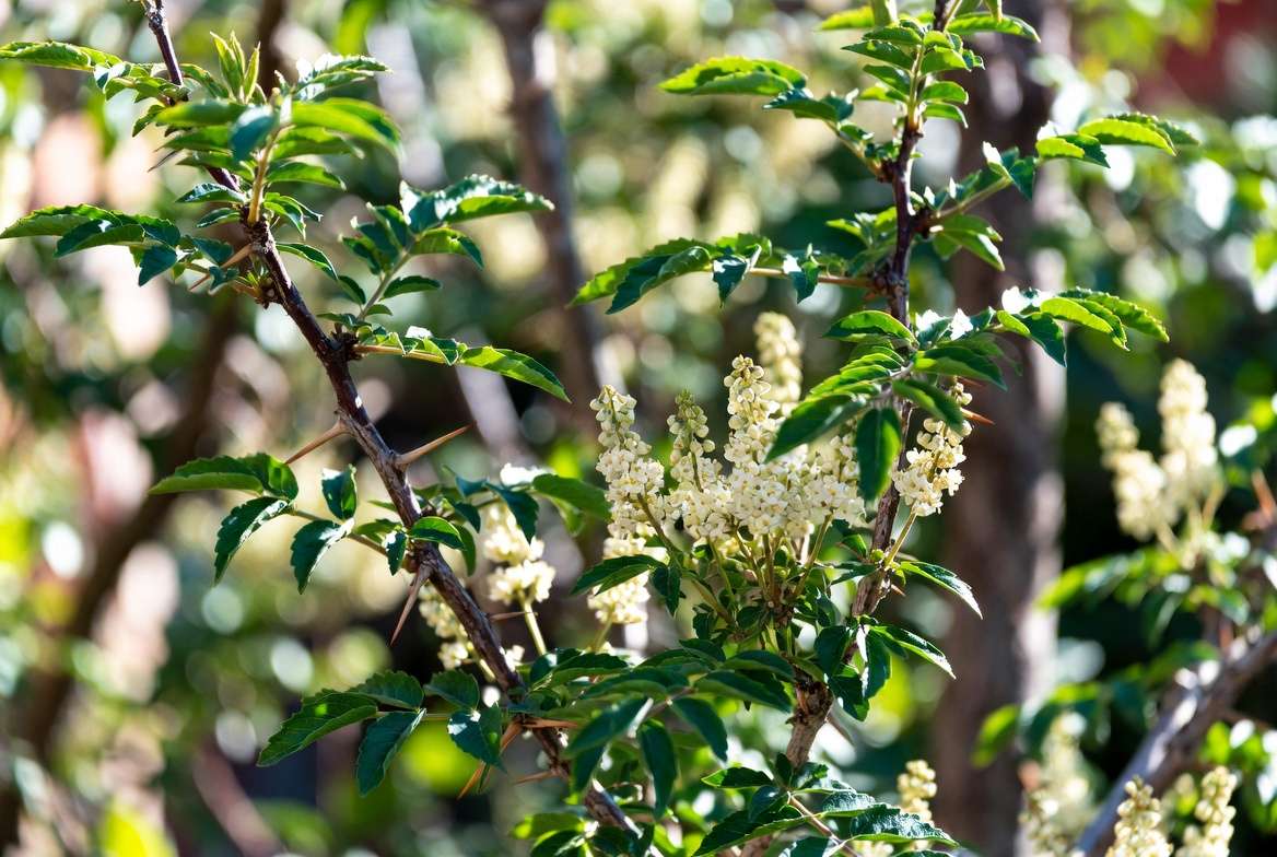 Mature Szechuan peppercorn plant showing leaves, thorns, and flowers in a garden setting
