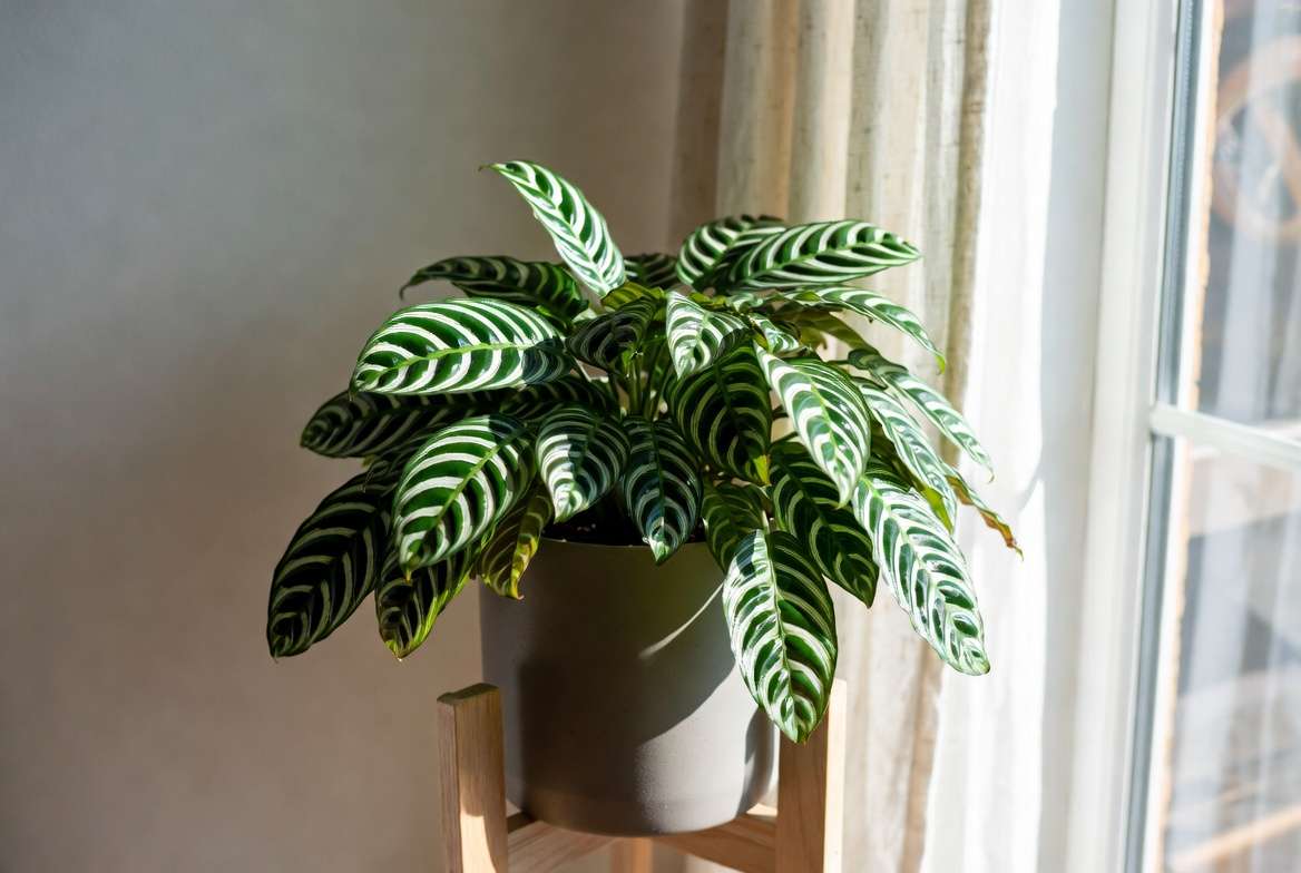 ebra Plant in bright indirect light near window perfect for Turlock California homes