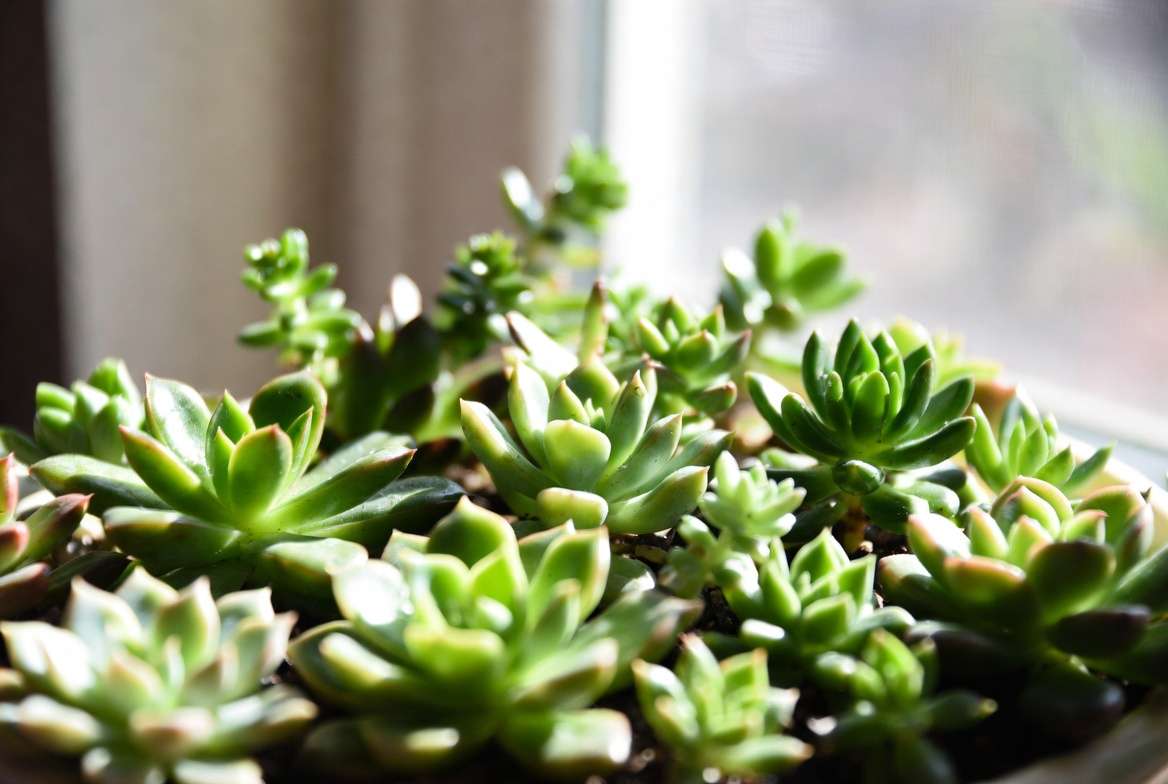 Dish garden plants thriving in bright indirect light near a window