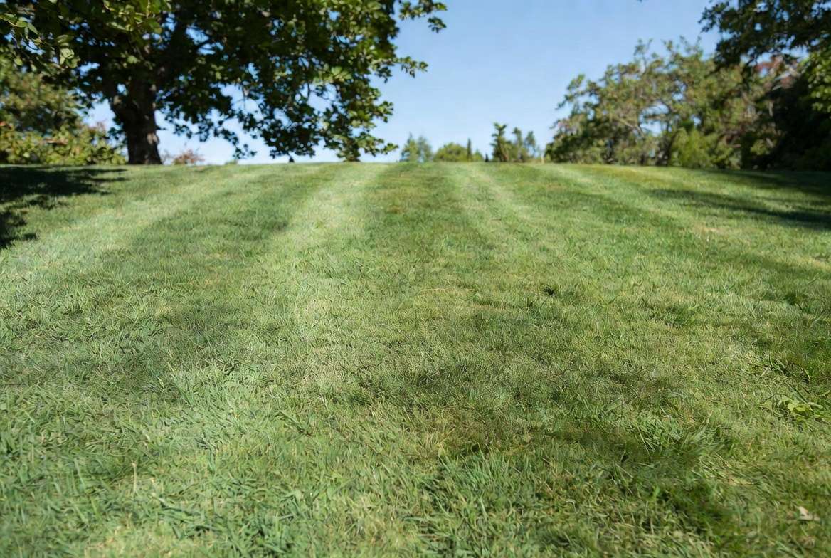 Mature thick Bermuda grass lawn in summer showing excellent drought tolerance