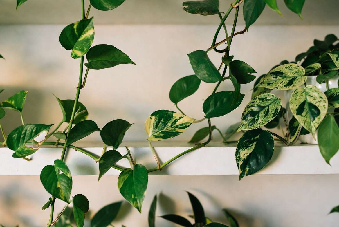 Golden Pothos and Heartleaf Philodendron trailing beautifully as low to medium light indoor plants