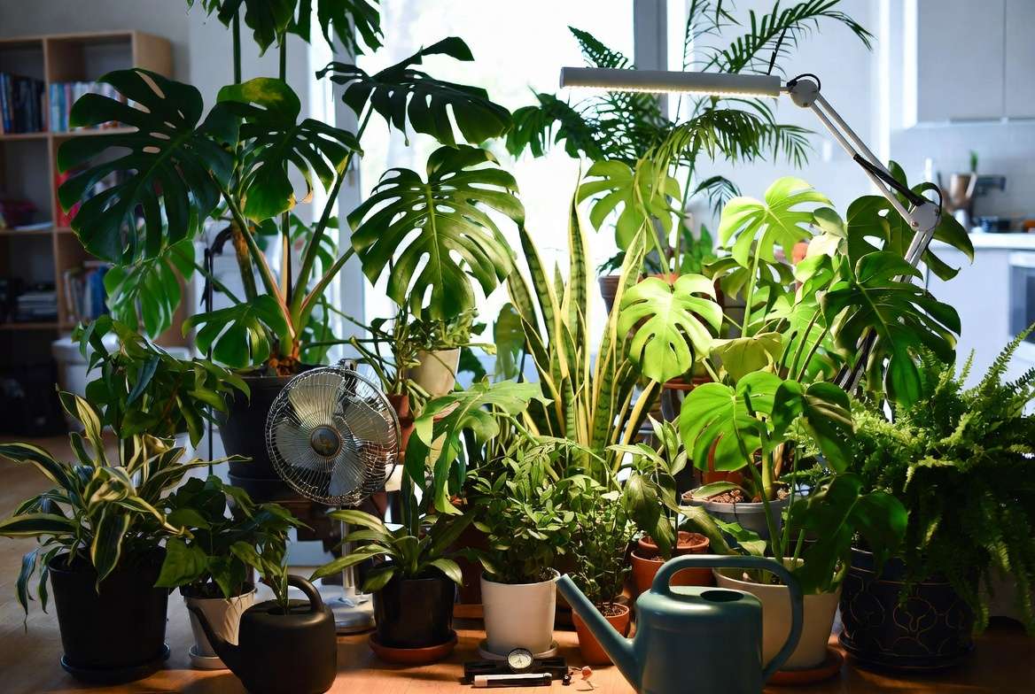 Thriving pest-free houseplant collection with proper long-term care and prevention