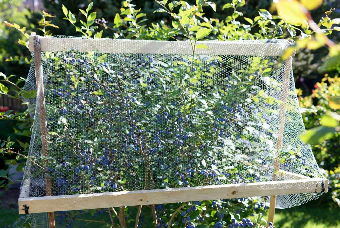 Bird netting protecting Powder Blue blueberry plant harvest