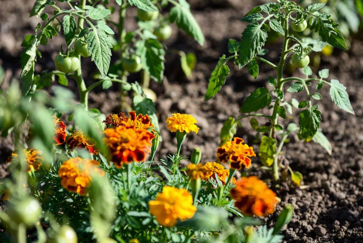 French marigolds as companion plants for tomatoes