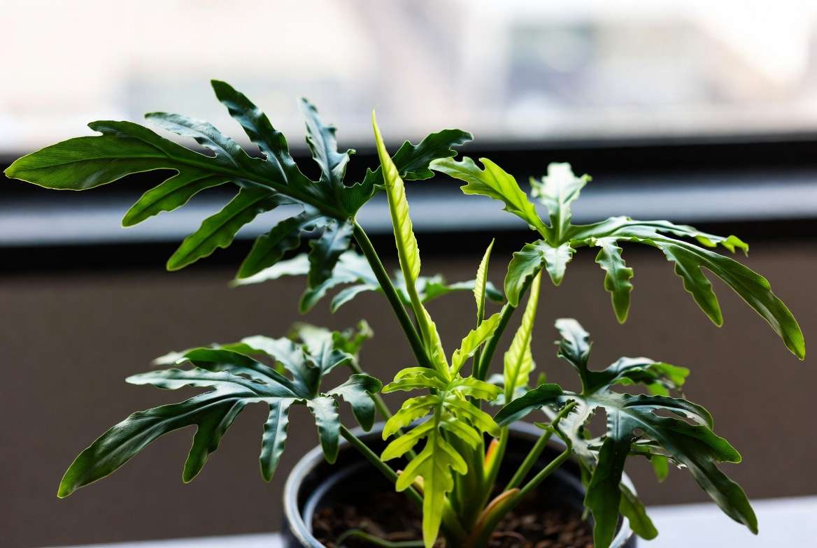 Philodendron Jungle Boogie plant showing dramatic serrated tiger-tooth leaves and neon new growth