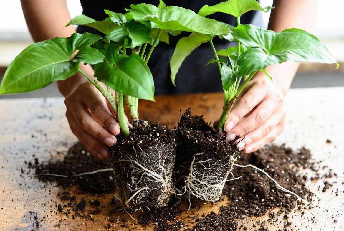 Dividing a mature Arrowhead plant for propagation