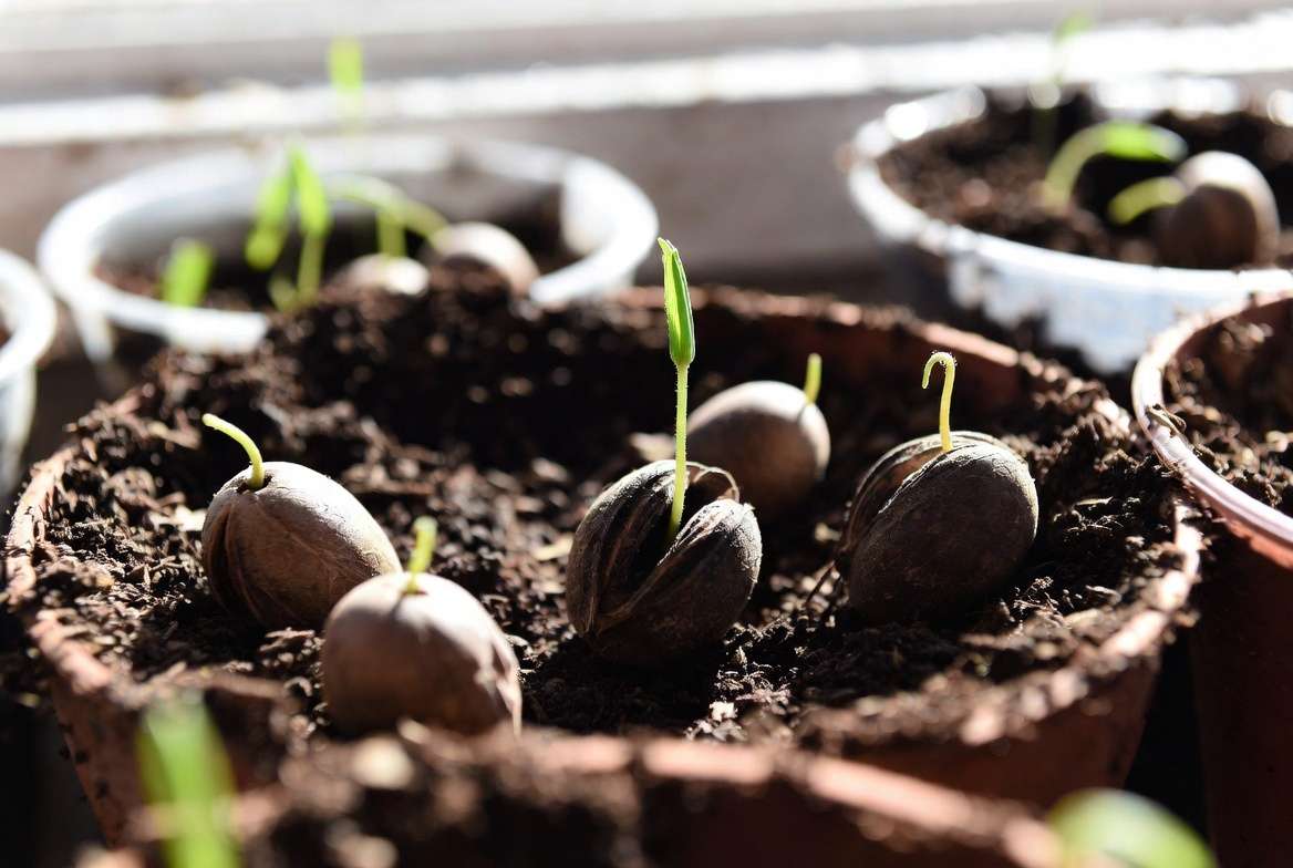 Milo tree seed propagation and germination process