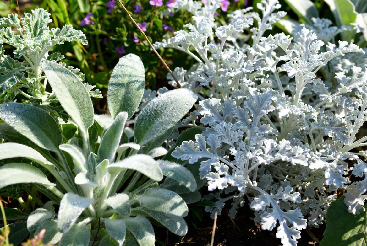 Lamb’s Ear and Artemisia silver gray perennial foliage plants in garden setting