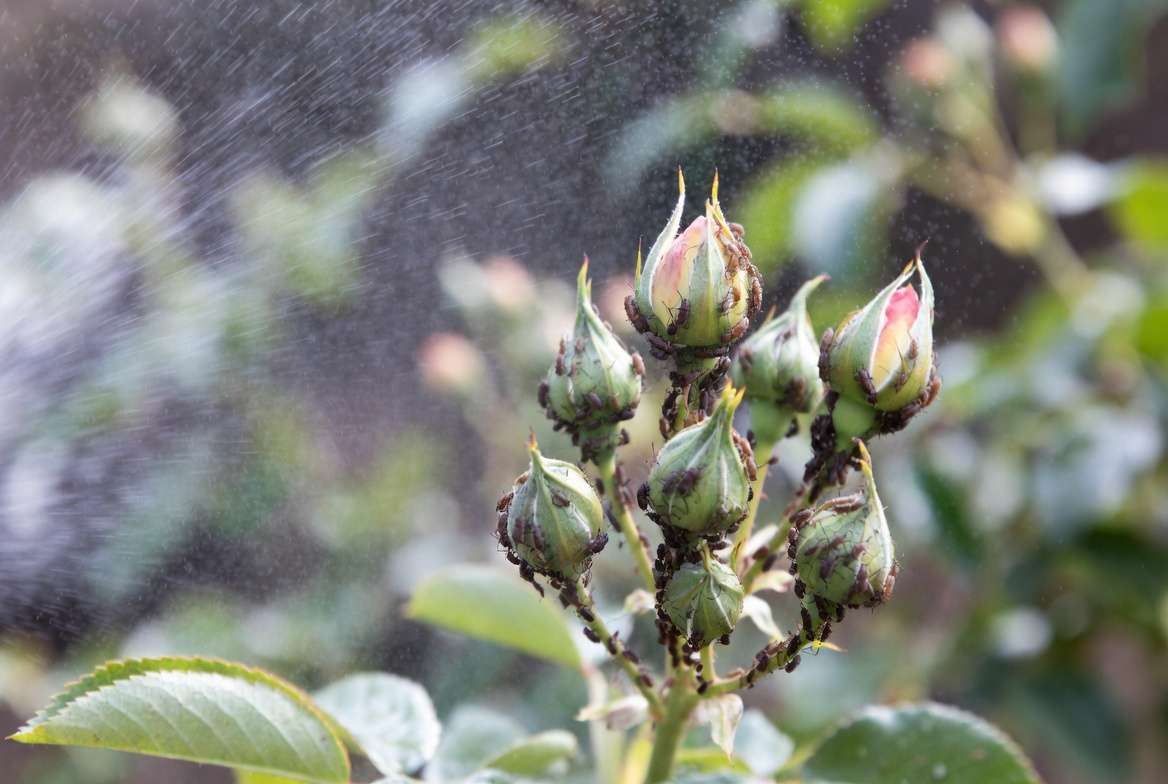Identifying and controlling pests on Mother of Pearl rose plant