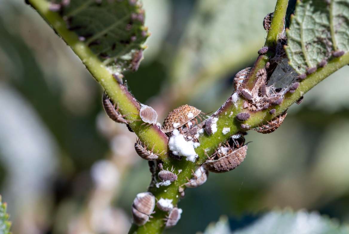 Mealybugs and scale insects appearing as white cottony clusters on plant leaves and stems