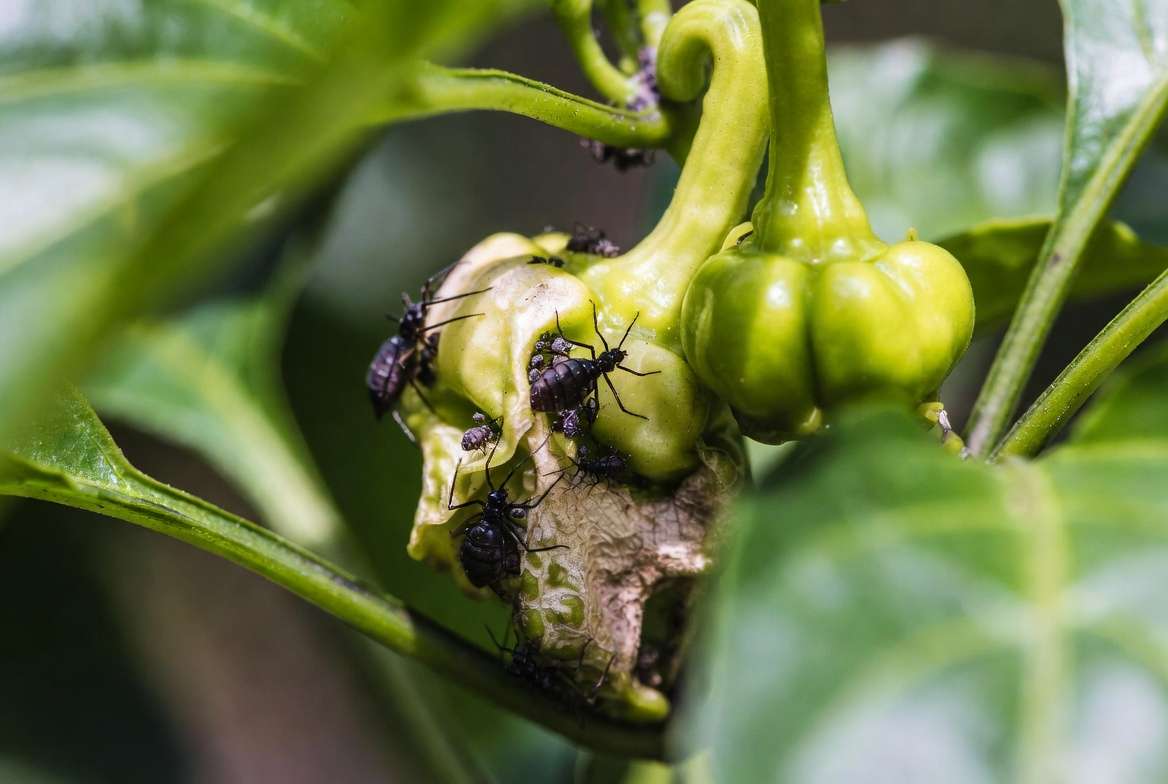 Common pests on Scotch Bonnet pepper plant leaves