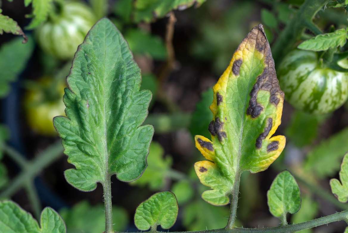 Identifying common diseases on Mr Stripey tomato plant leaves