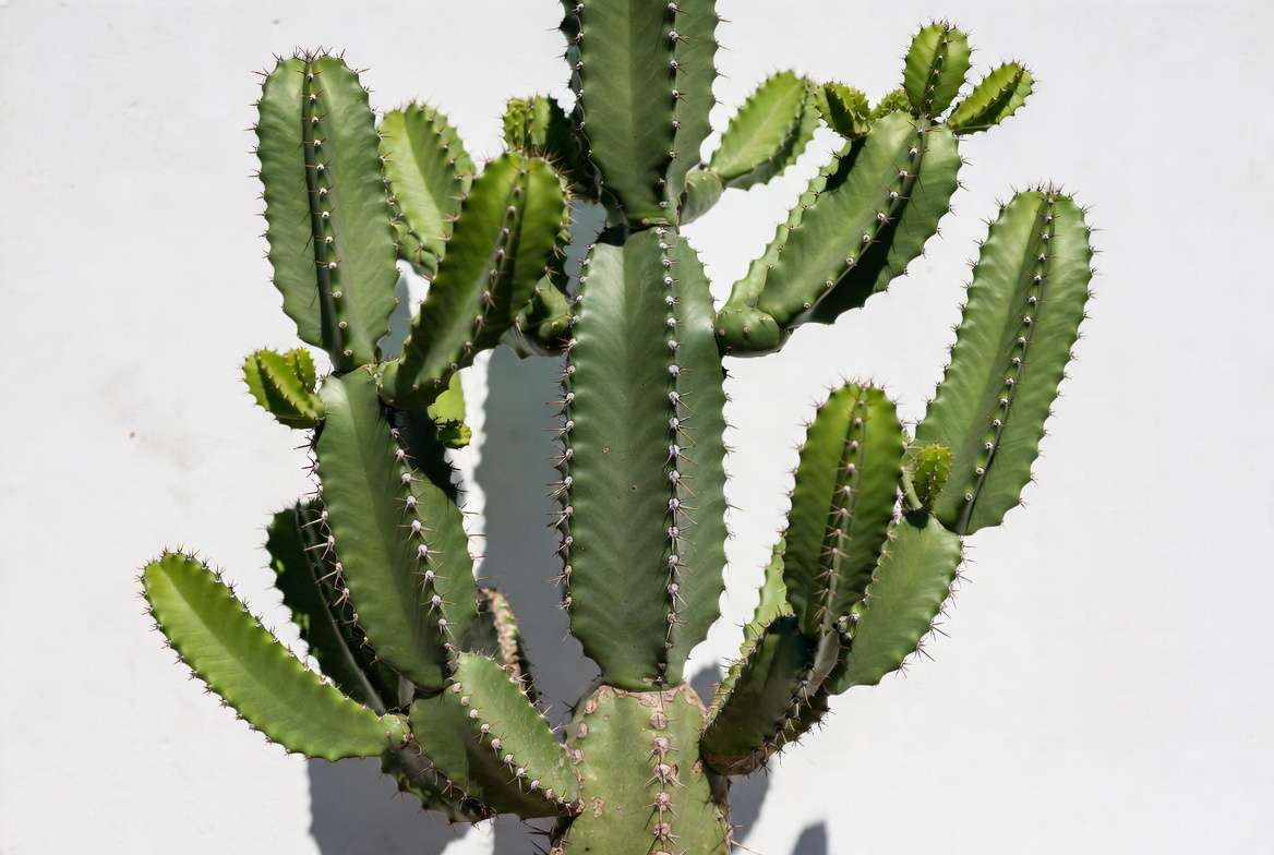 Close-up of Cowboy Cactus Plant (Euphorbia ingens) showing characteristic branching stems and spines