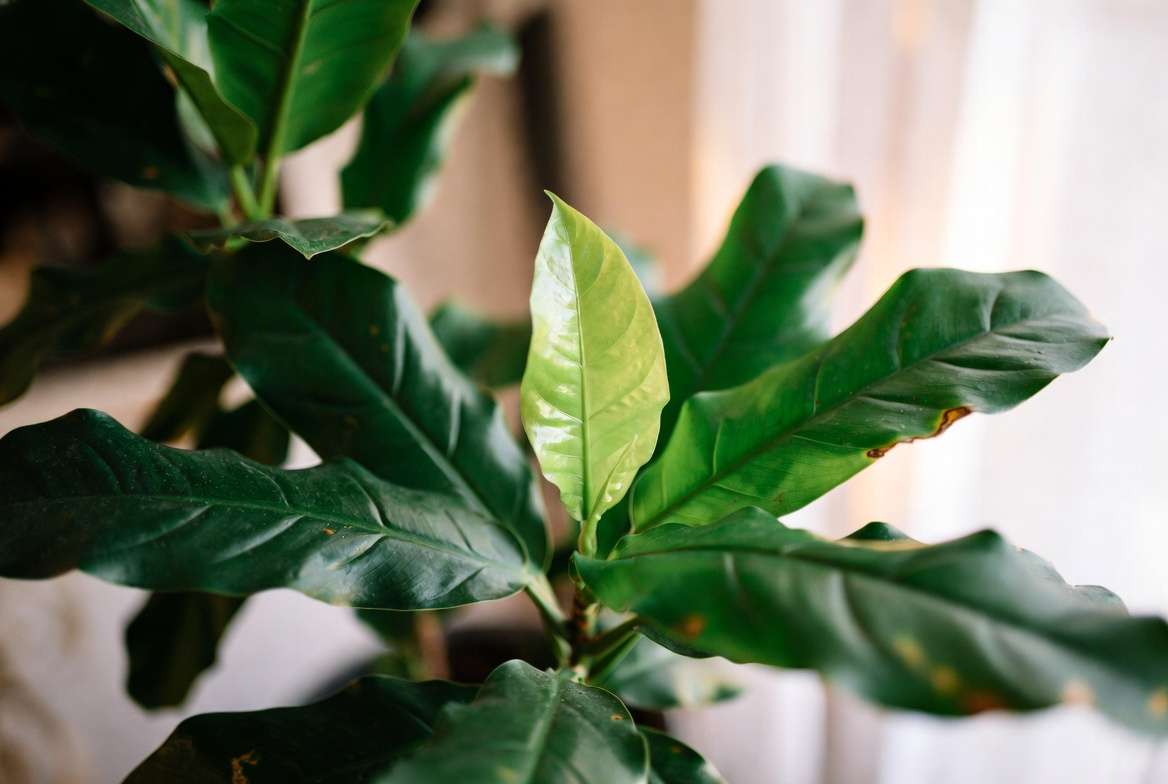 Fiddle leaf fig plant recovering from brown spots with new healthy leaves