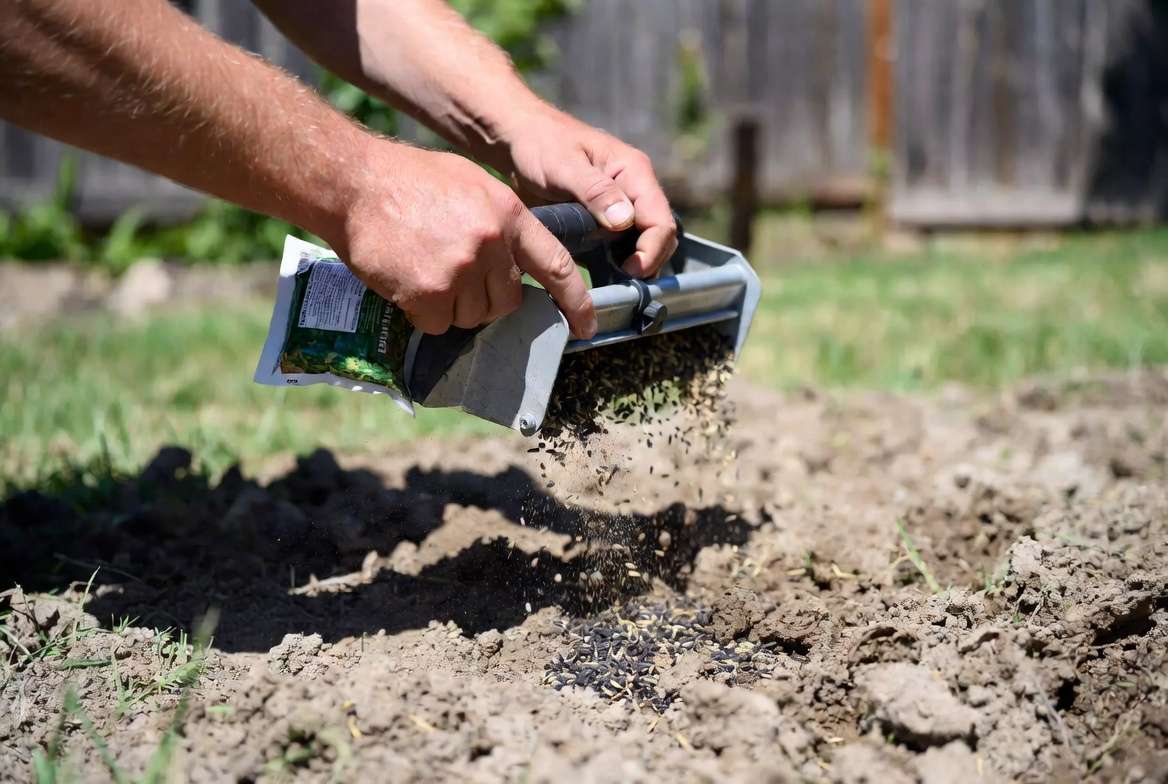Planting Bermuda grass seed using spreader for even coverage