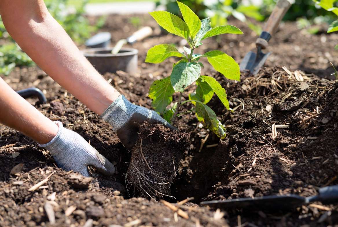 How to plant partial sun plants with proper soil preparation and mulchin