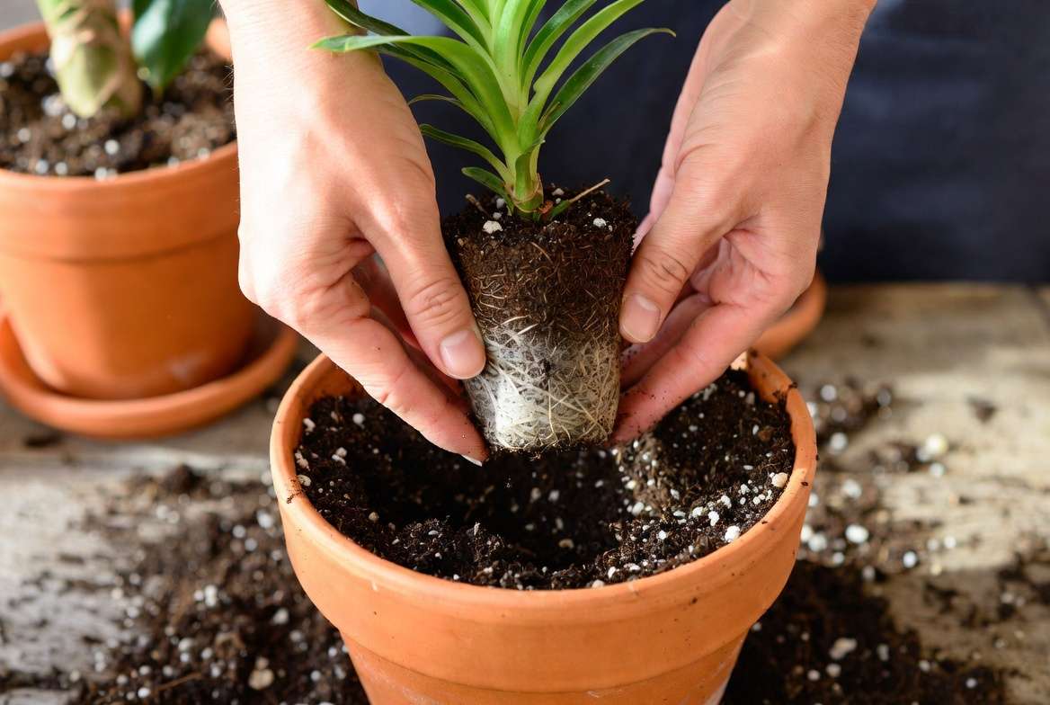 Planting tall slipper plant in well-draining soil step by step