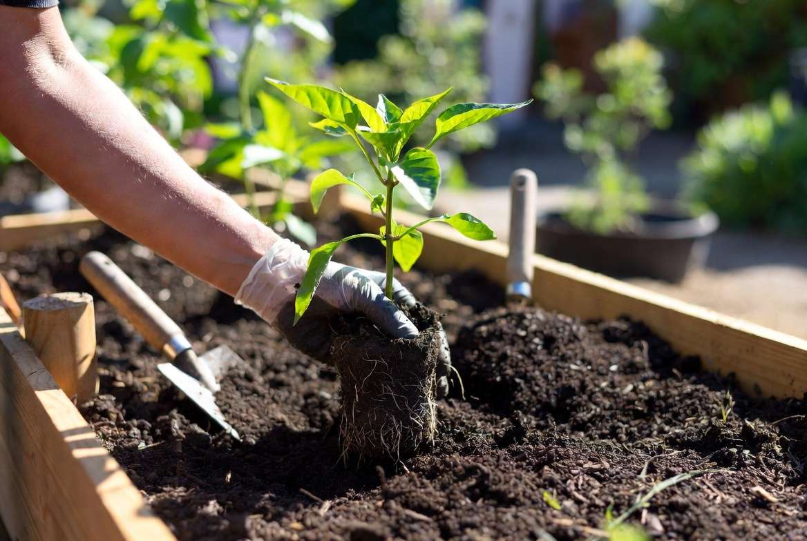 Transplanting young Scotch Bonnet pepper plant in garden bed