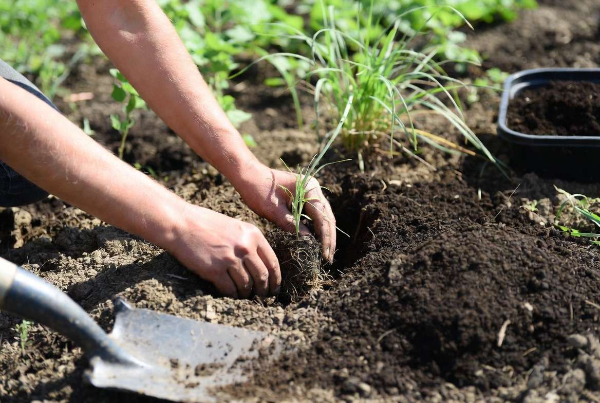 How to plant small ornamental grass plants step by step in garden soil