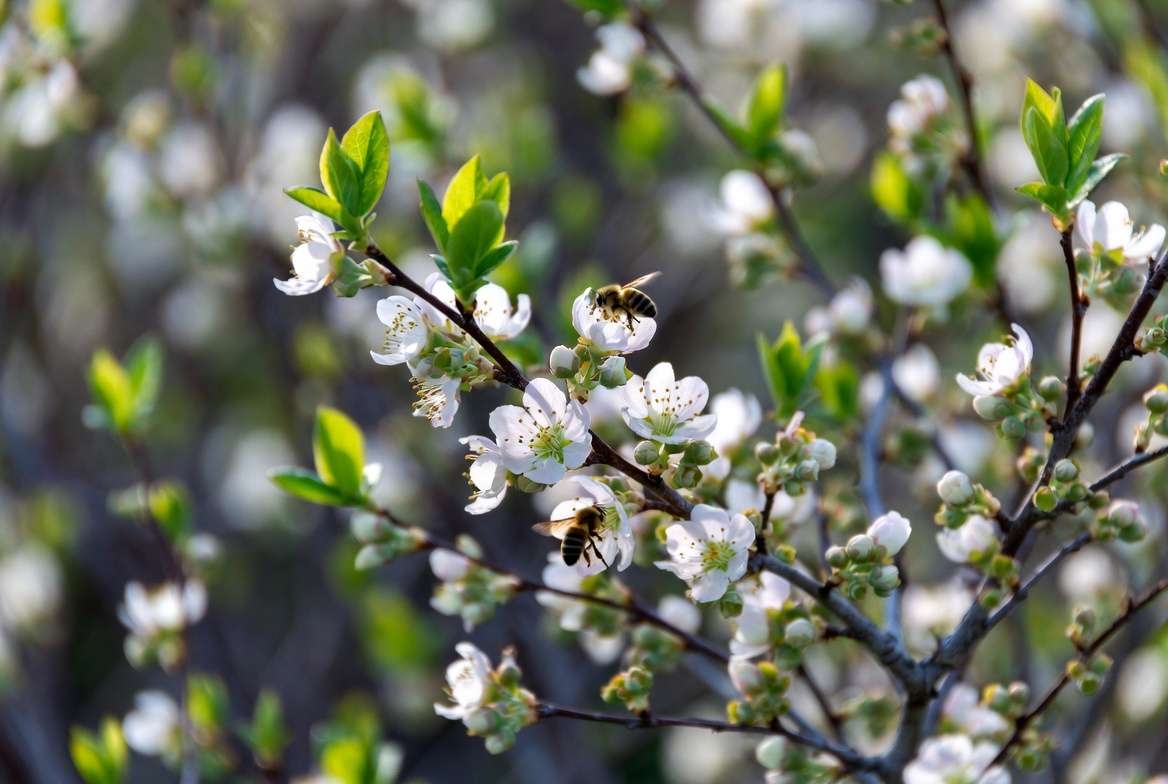 Patriot blueberry flowers blooming in spring with pollinators