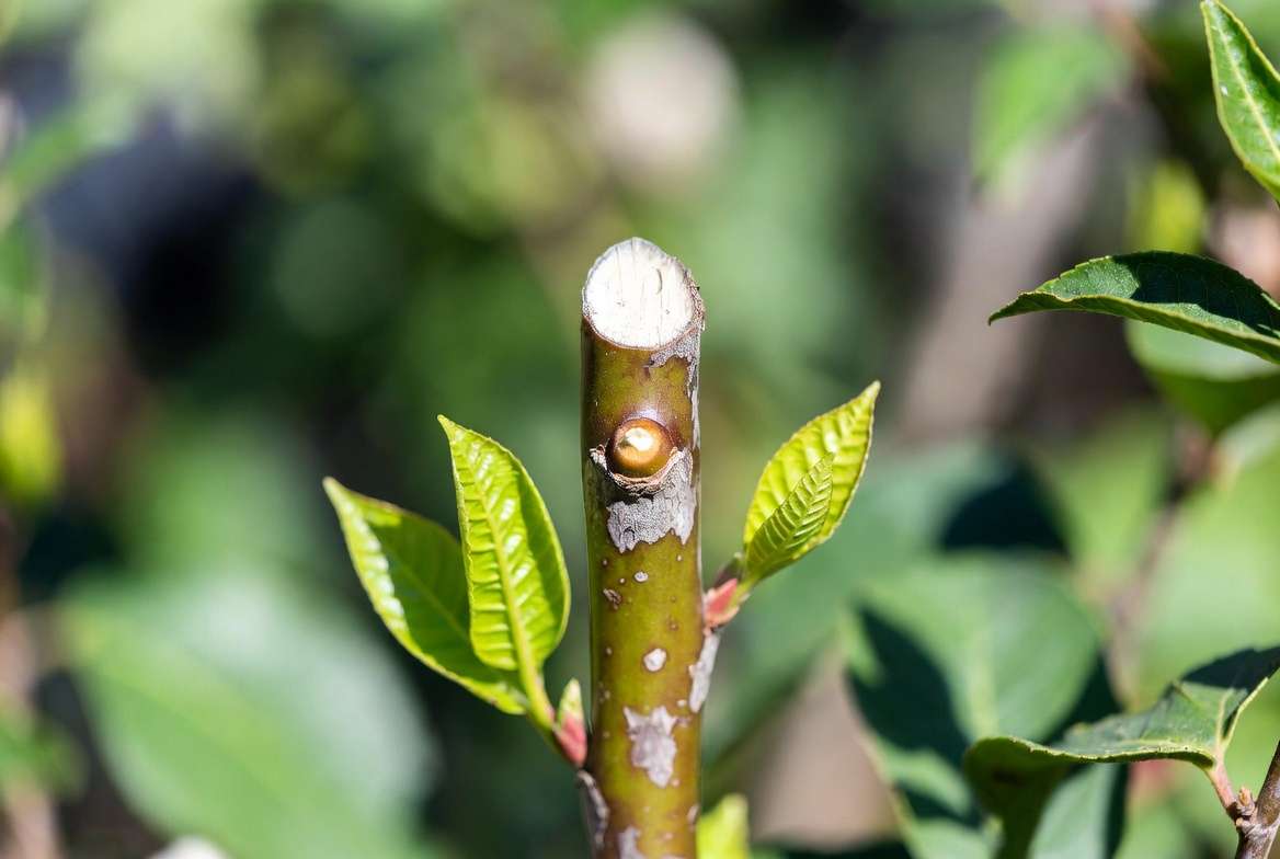 Healthy plant recovery after topping showing new growth and proper healing
