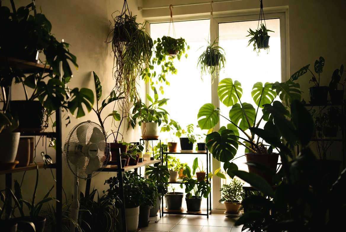 Healthy indoor plants with good air circulation and prevention care