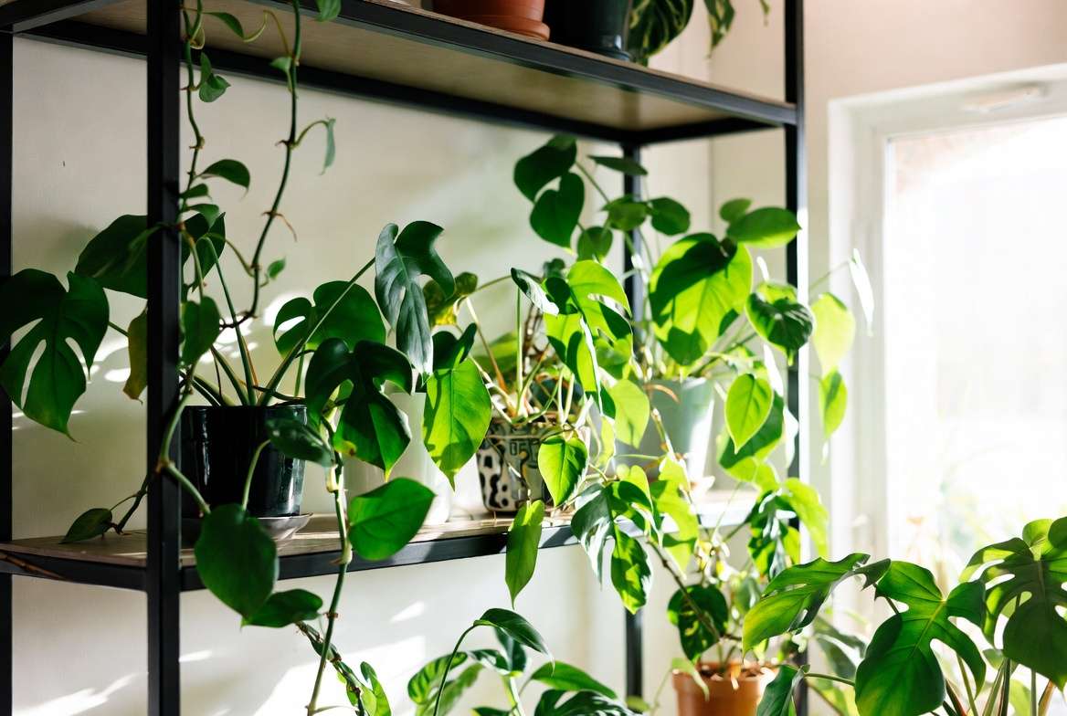 Healthy houseplants properly spaced for prevention of white specks and plant diseases