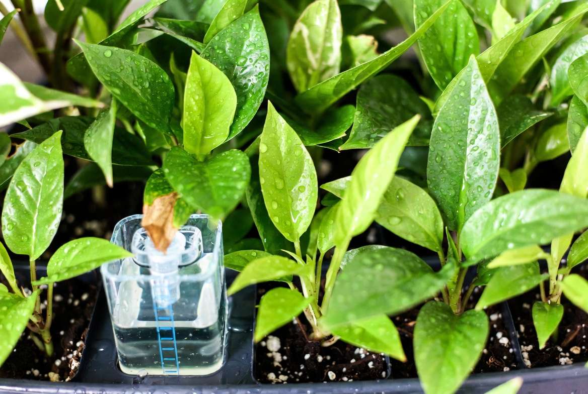 Pro tips for successful use of plant waterer indoor systems with healthy houseplants