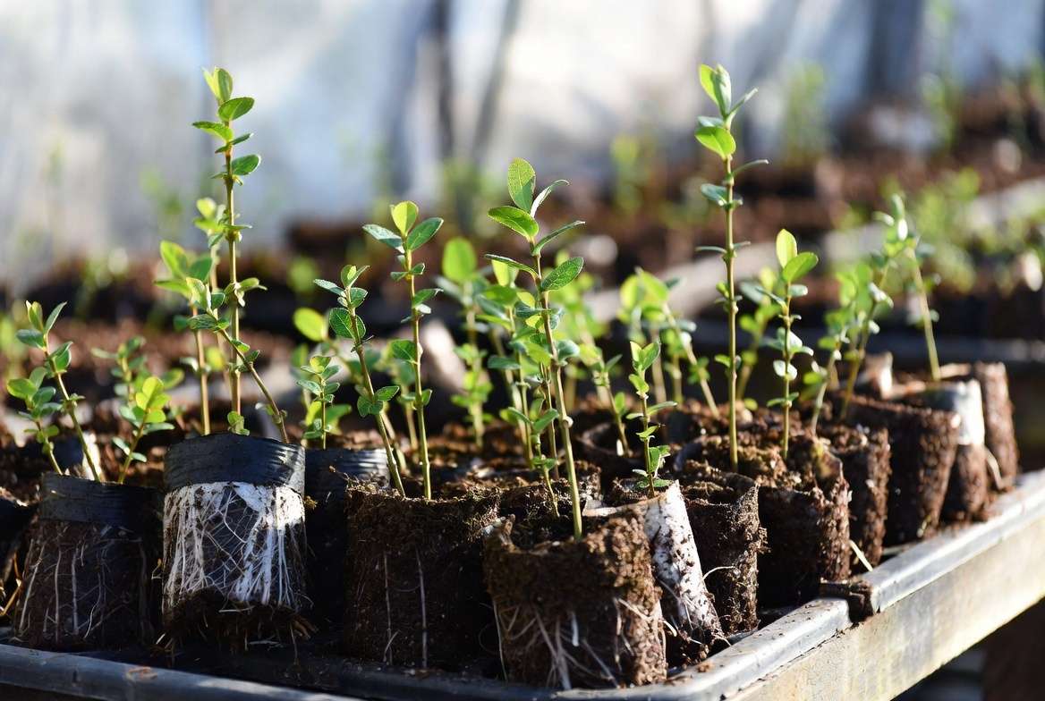 Propagating Powder Blue blueberry plant from cuttings