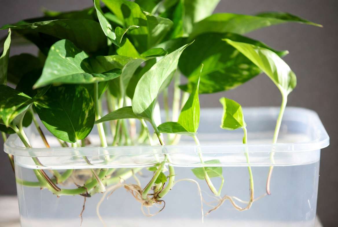 Easy plant propagation techniques for faster growing plant collection