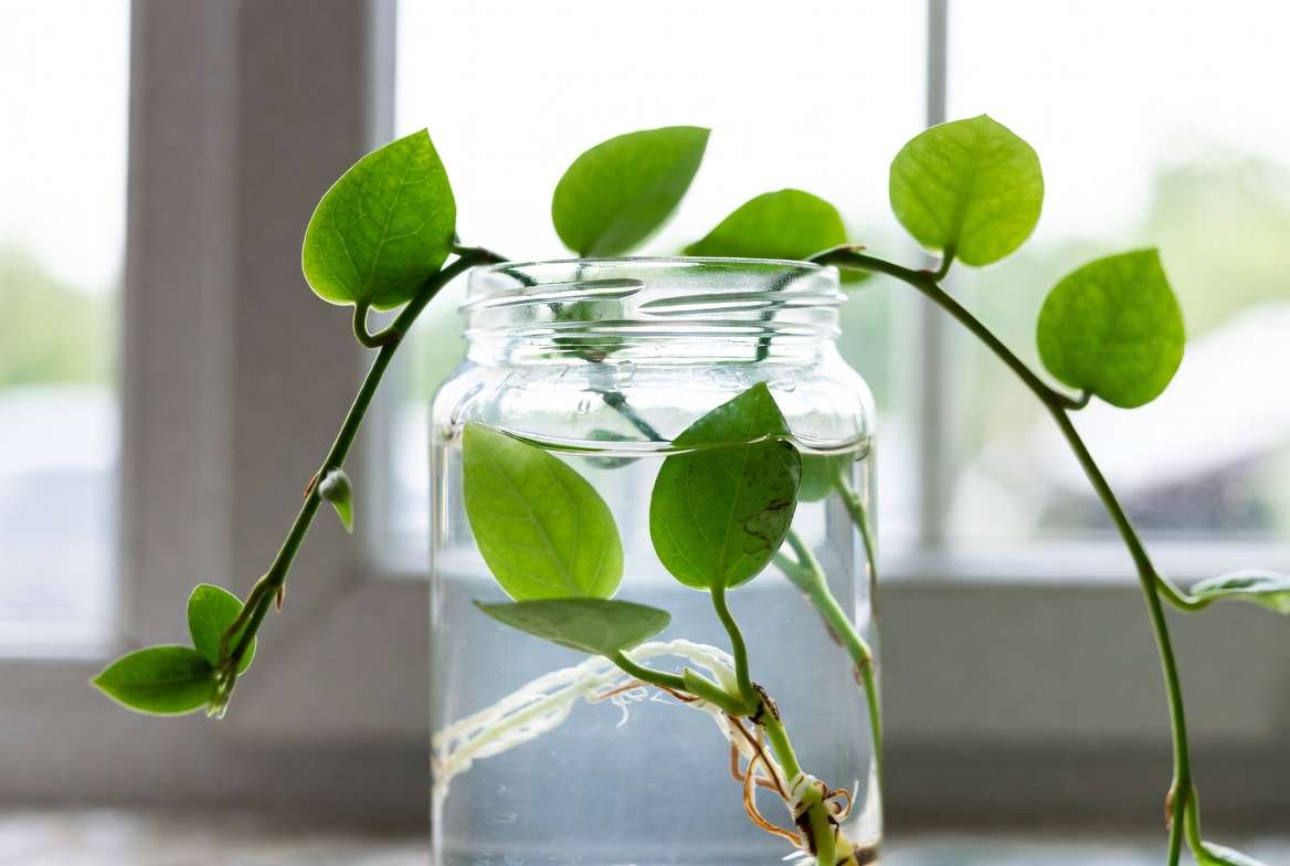 String of Frogs plant propagation from stem cuttings in water
