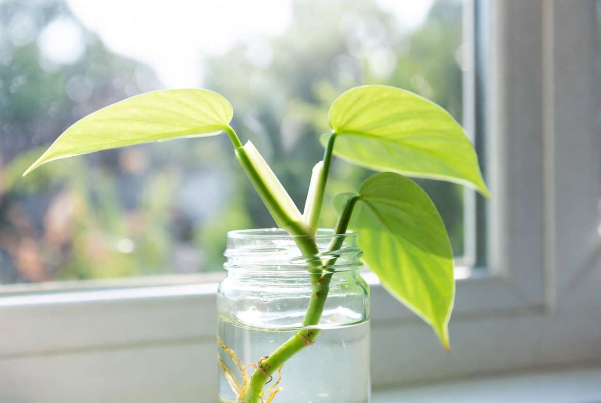 Philodendron Jungle Boogie water propagation cutting with new roots