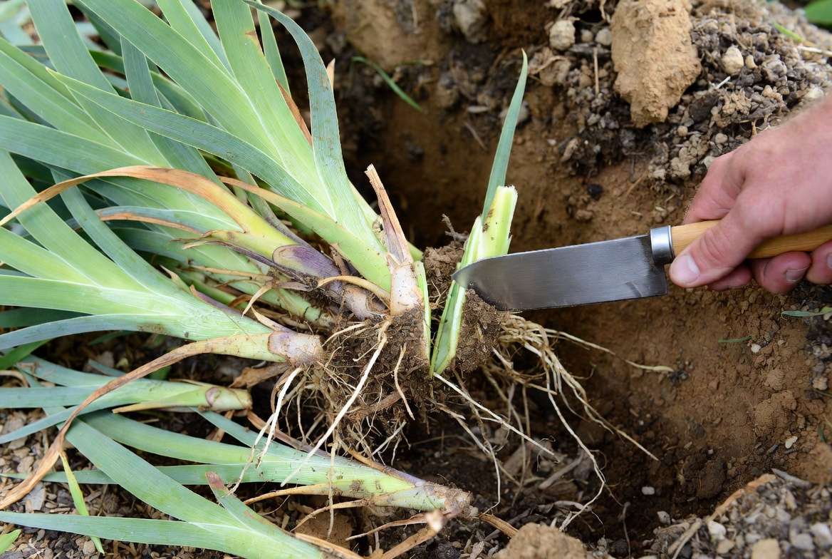Dividing bicolor iris plant rhizomes for propagation and replanting