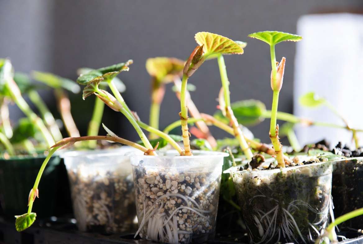 Propagating trailing begonia plants from stem cuttings successfully