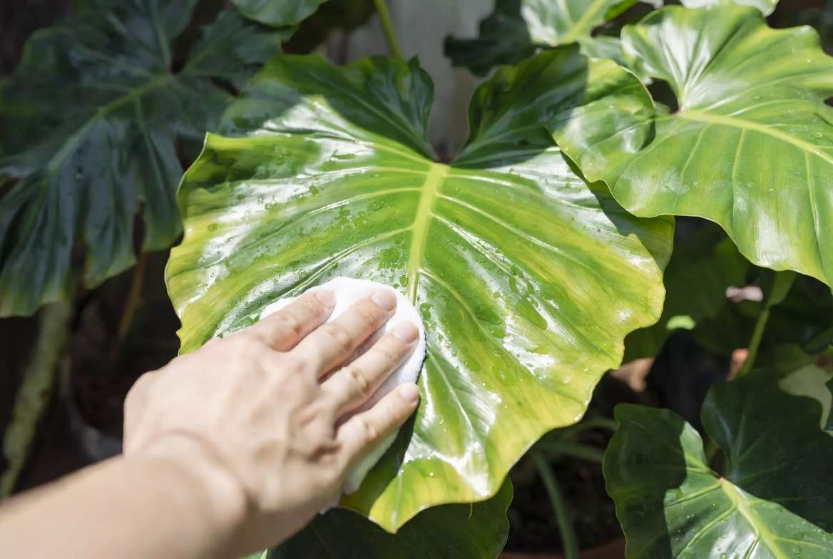 Cleaning glossy leaves of Philodendron Congo plant