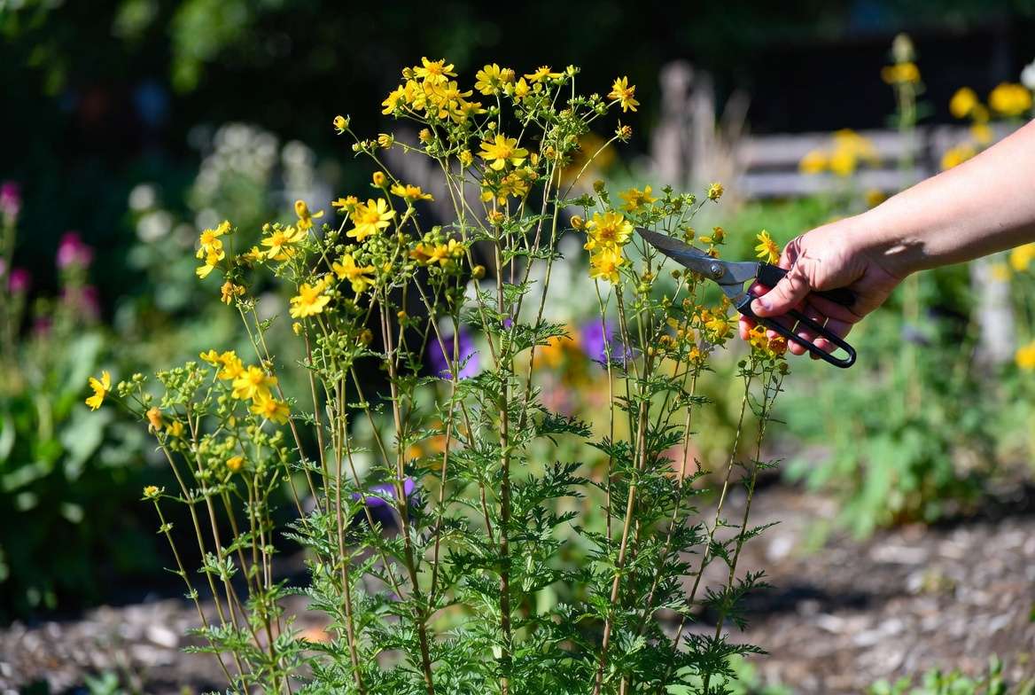 Deadheading tall coreopsis plant for extended blooming