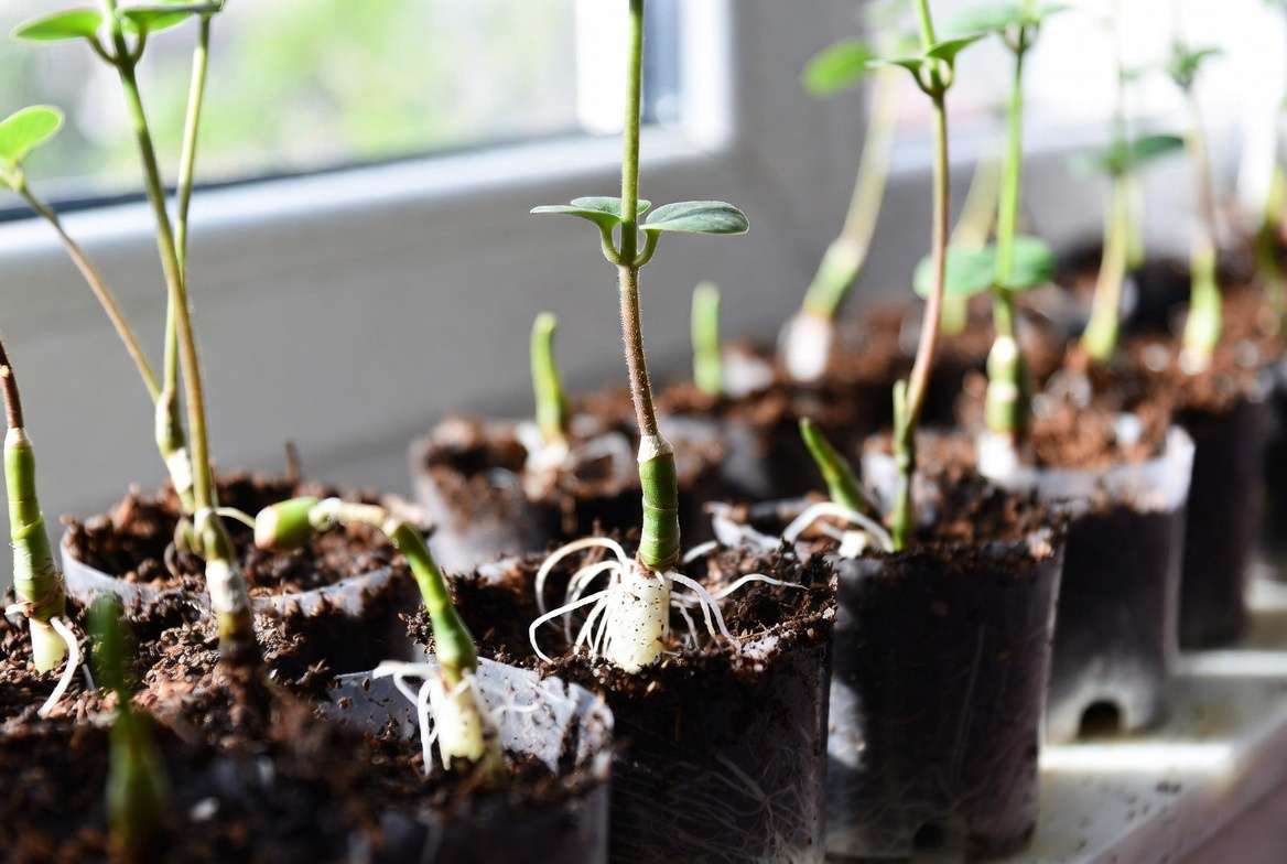 Propagating tall slipper plant from stem cuttings