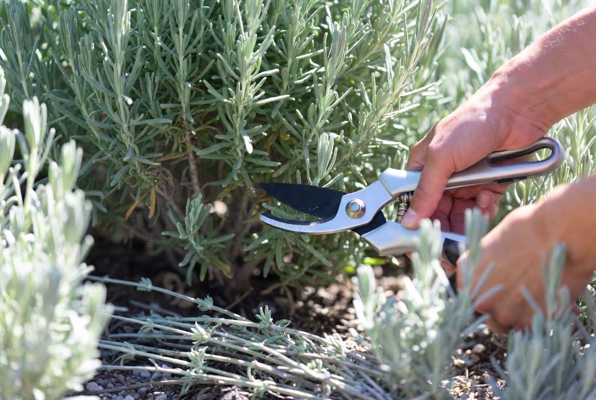 Pruning silver gray foliage plants like Lavender for healthy growth and shape