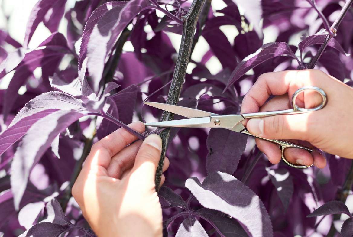 Pruning purple passion vine plant for bushier growth