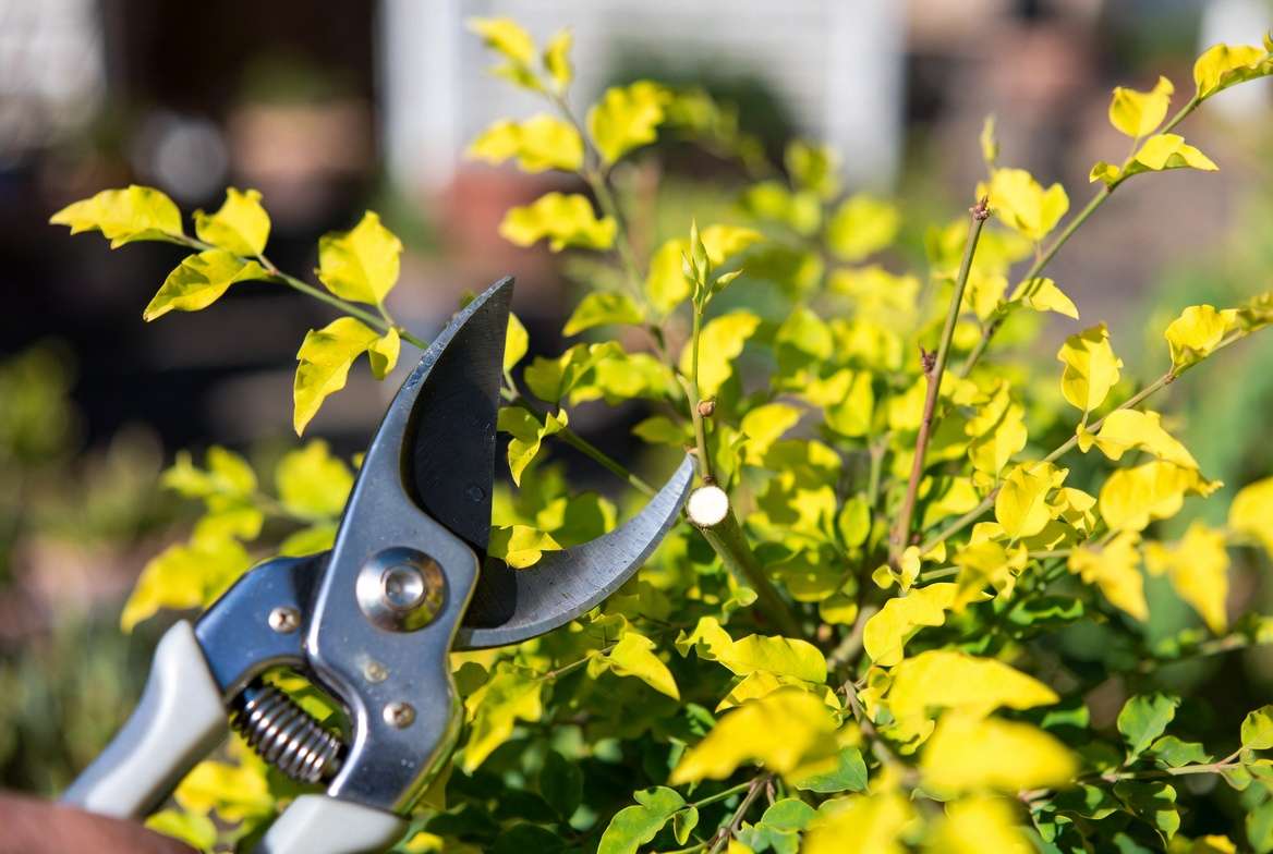 Pruning and Maintenance Tips