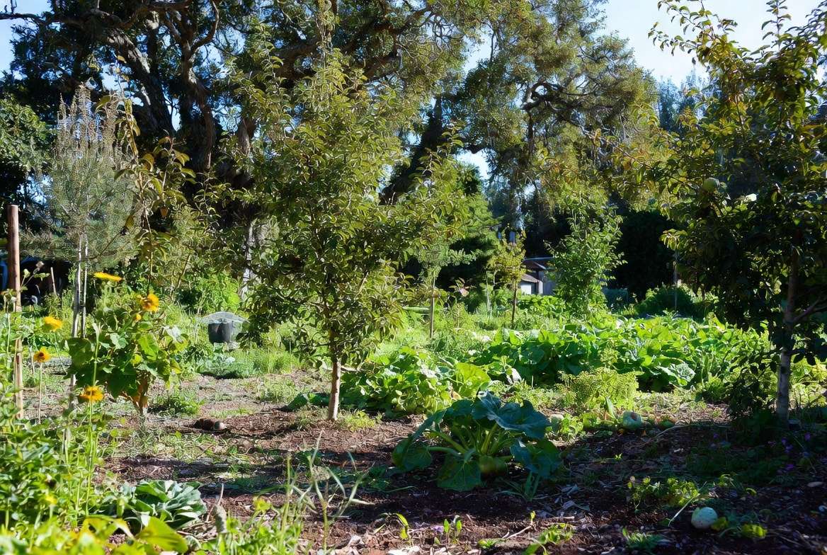 Successful garden and tree planting project using bulk planting soil