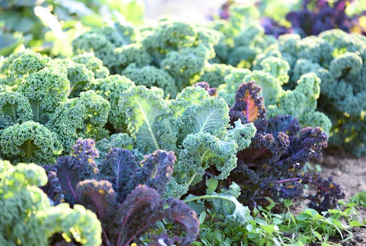 Collection of different kale varieties growing together in a garden bed