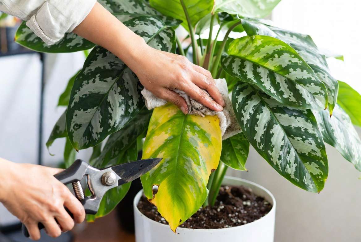 Repotting and pruning Silver Queen plant for better growth