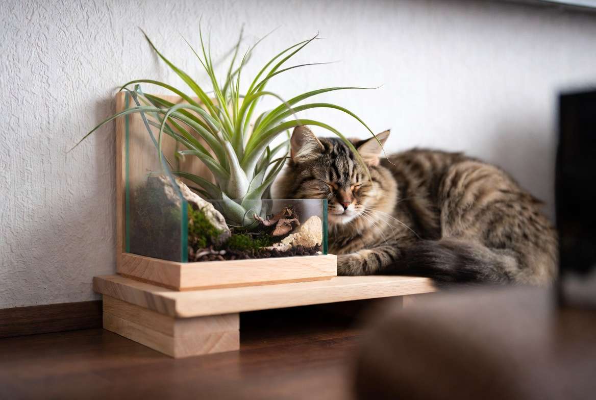Long-term thriving pet-safe air plant terrarium with sustainable natural materials